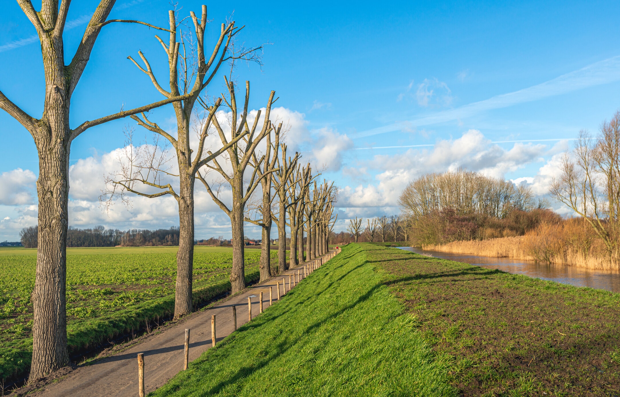Long row of pruned tall trees next to a Dutch dike.